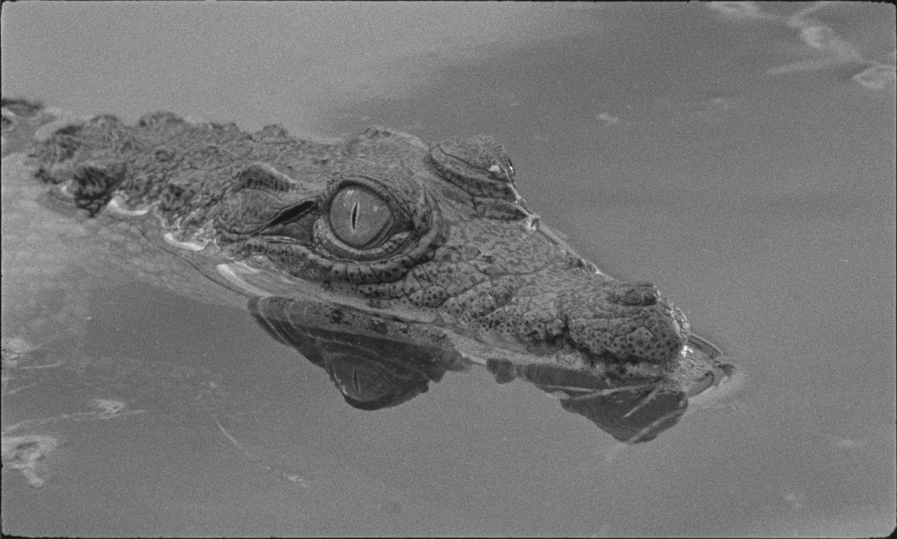 shellac-tabou-image-3046-copyright-shellac